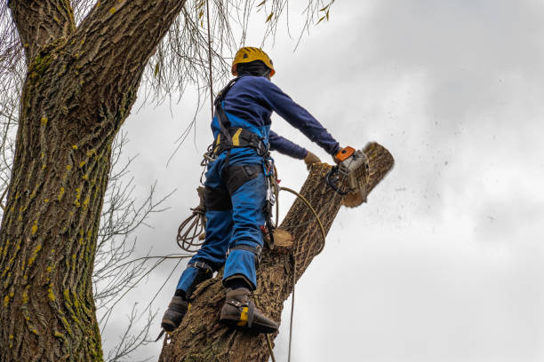 How Our Tree Care Process Works  in  Guernsey, WY