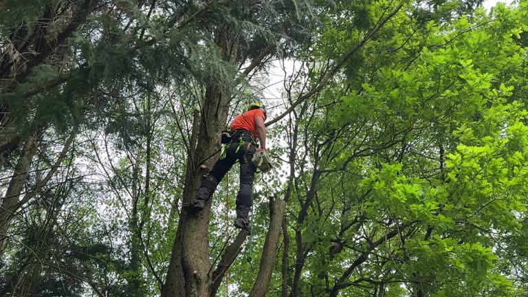 Best Tree Removal  in Guernsey, WY